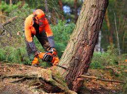 Best Hazardous Tree Removal  in Elephant Butte, NM