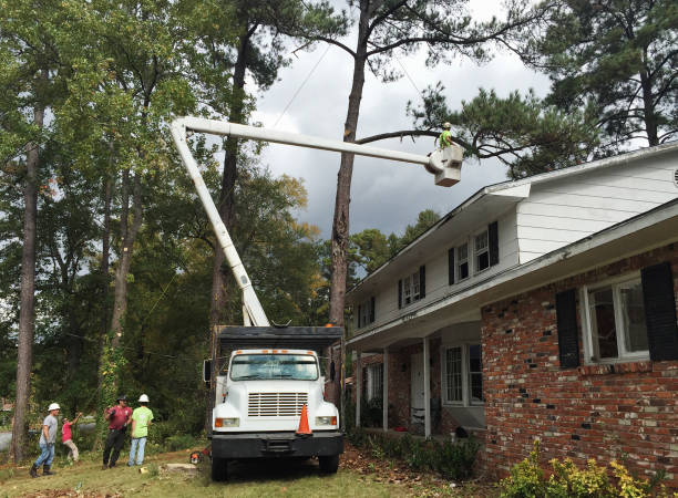 Best Storm Damage Tree Cleanup  in Elephant Butte, NM
