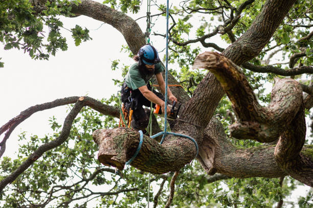 Best Storm Damage Tree Cleanup  in Elephant Butte, NM