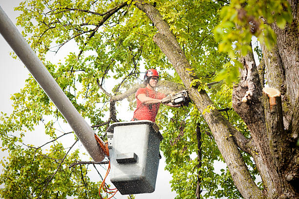 Professional Tree Care in Elephant Butte, NM
